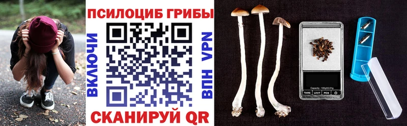 Галлюциногенные грибы Psilocybe  Строитель 